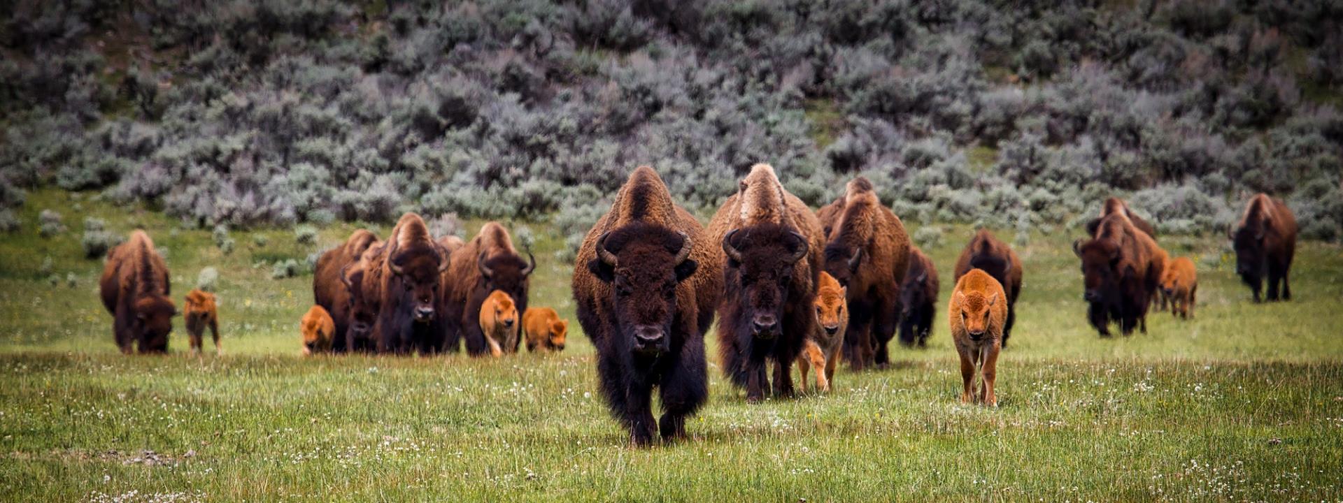 Travelhome Campervakanties bisons